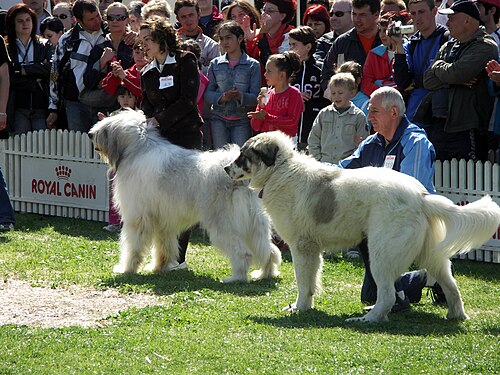 Romanian Bucovina Shepherd Dog – Dog Shows 2007