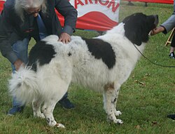 Romanian Bucovina Shepherd Dog – Bucovina Shepherd