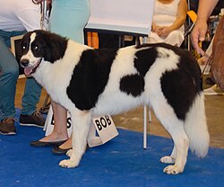 Romanian Bucovina Shepherd Dog – Bucovinashepherdciobanesc3