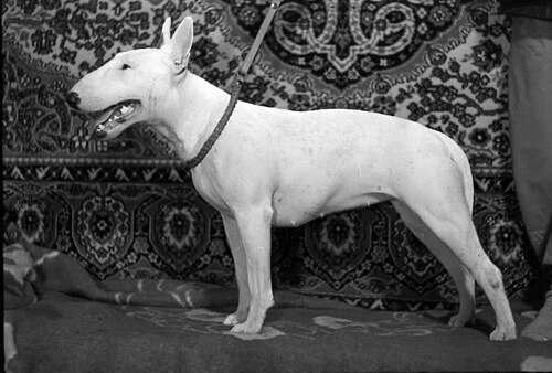 Bull Terrier – Elektrostal 1995 year. Dog Bull Terrier. img 003