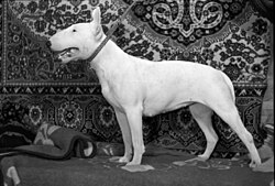 Bull Terrier – Elektrostal 1995 year. Dog Bull Terrier. img 004
