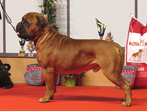 Bullmastiff – Bullmastiff in Riga 4