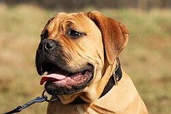 Bullmastiff – Bullmastiff Lotte