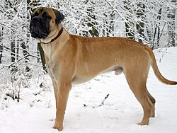 Bullmastiff – Bullmastiff Junghund 1 Jahr