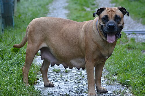 Ca de Bou (Perro Dogo Mallorquín) – FEMELLE DOGUE DE MAJORQUE FAUVE A MASQUE NOIR