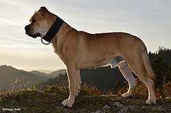 Ca de Bou (Perro Dogo Mallorquín) – Ca De Bou Fauve