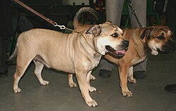 Ca de Bou (Perro Dogo Mallorquín) – Ca de bou 347