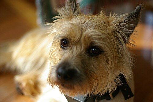 Cairn Terrier – Cairn Terrier CloseUp
