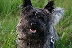 Cairn Terrier – Cairn Terrier in grass