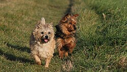 Cairn Terrier – Cairn Terrier und Australian Terrier im Feld