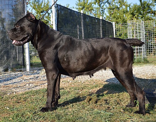 Cane Corso – Anita Cane Corso Italiano allevato in Italia