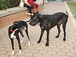 Cane Corso – A greyhound and cane corso examining each other