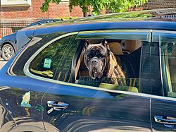 Cane Corso – Cane Corso in the car's window