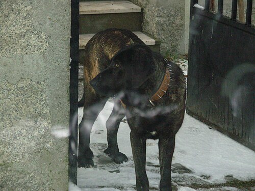 Cão de Castro Laboreiro – Cão de Castro Laboreiro em Entalada, Castro Laboreiro