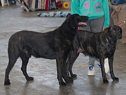 Cão de Castro Laboreiro – Castrolaboreiro6