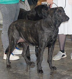 Cão de Castro Laboreiro – Castrolaboreiro5