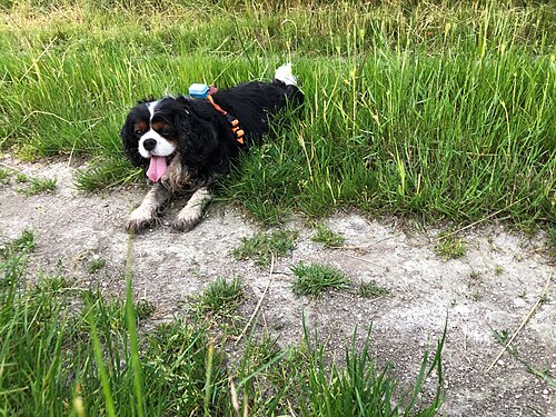 Cavalier King Charles Spaniel – Cavalier king charles spaniel 2