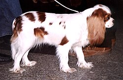 Cavalier King Charles Spaniel – Cavalier king charles spaniel k90
