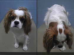 Cavalier King Charles Spaniel – Cavalier King Charles Spaniel Blenheim Spot