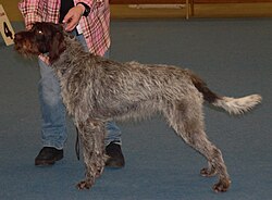 Český Fousek – Bohemianpointer2
