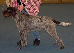 Český Fousek – Bohemianpointer3