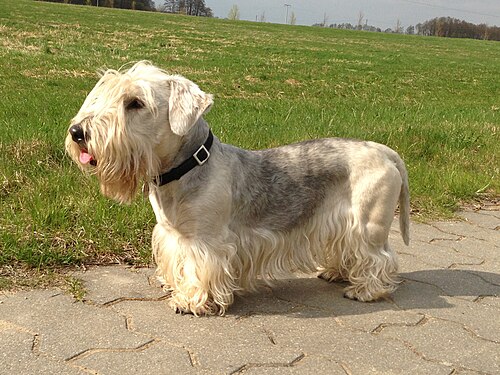 Český Terrier – Cesky terrier 144741 640