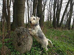Český Terrier – Cesky terrier 166314 640