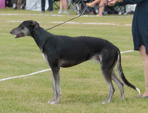 Chart Polski – Polishgreyhound b&t3