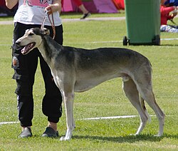 Chart Polski – Polishgreyhound grizzle5