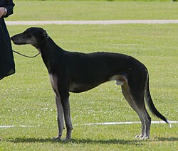 Chart Polski – Polishgreyhound b&t2
