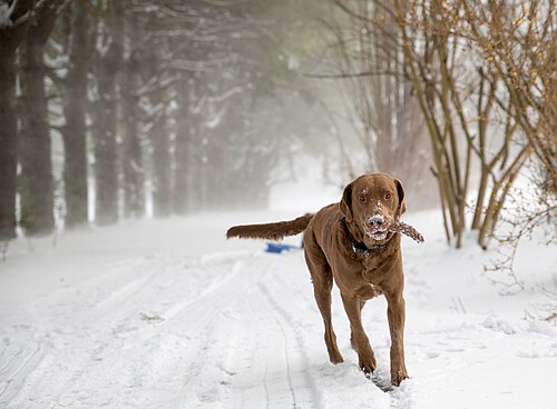 Chesapeake Bay Retriever – Chesapeake Bay Retriever in the snow