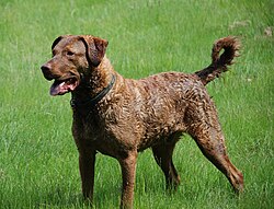 Chesapeake Bay Retriever – Chesapeake Bay Retriever1