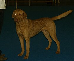 Chesapeake Bay Retriever – Deadgrass Chesapeake Bay Retriever 2