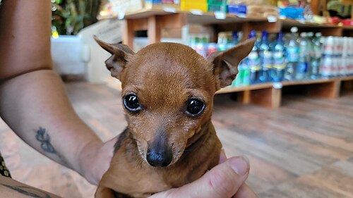 Chihuahua – Perro Chihuahua en Valle del Cuña Pirú