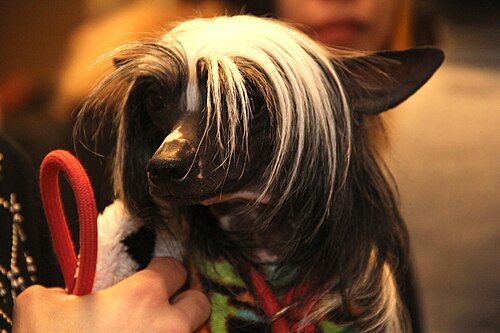 Chinesischer Schopfhund – Chinese Crested Dog (12482544324)