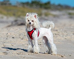 Chinesischer Schopfhund – Chinese crested dog on the beach (92659)