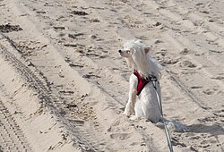 Chinesischer Schopfhund – Chinese crested dog on the beach (13200)