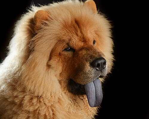 Chow Chow – 03 Bokeh the Chow