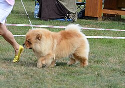 Chow Chow – Chow chow 2021