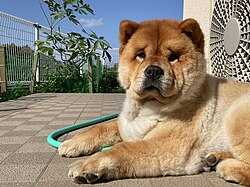 Chow Chow – Chowchow1008