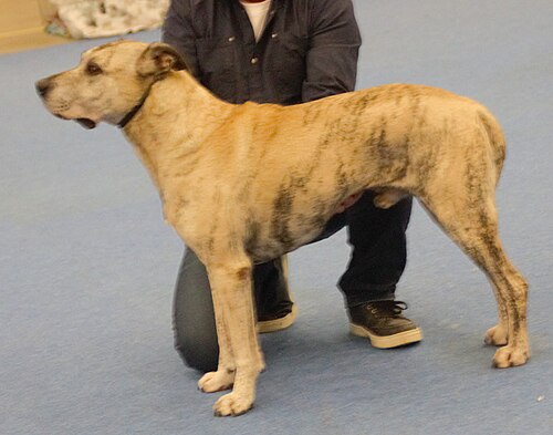 Cimarrón Uruguayo – Uruguayancimarron brindle2
