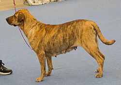 Cimarrón Uruguayo – Uruguayancimarron brindle1
