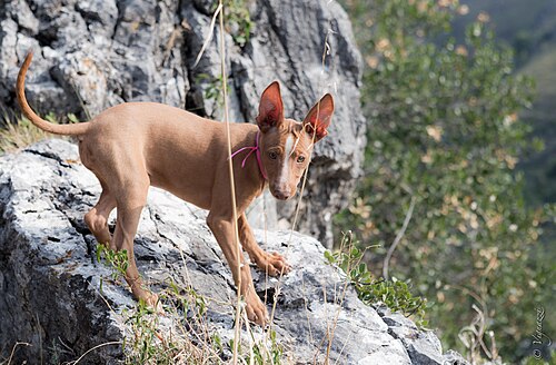 Cirneco dell'Etna – CIRNECO DELL'ETNA., CUCCIOLA DI 2 MESI