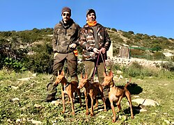 Cirneco dell'Etna – PROVA SU CONIGLIO SELVATICO CAC PER CIRNECO DELL'ETNA