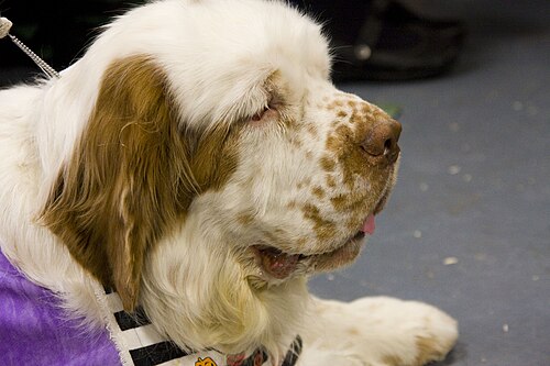 Clumber Spaniel – ClumberSpaniel