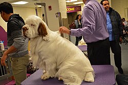 Clumber Spaniel – Clumber Spaniel GCH Clussexx Over The Legal Limit (16604300715)
