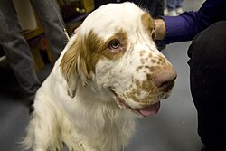 Clumber Spaniel – Clumber Spaniel