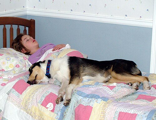Colley à poil court – Girl asleep with her smooth Collie