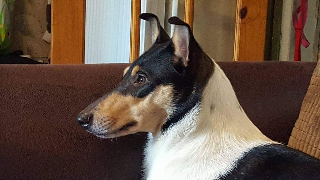 Colley à poil court – SmoothCollie Tri head