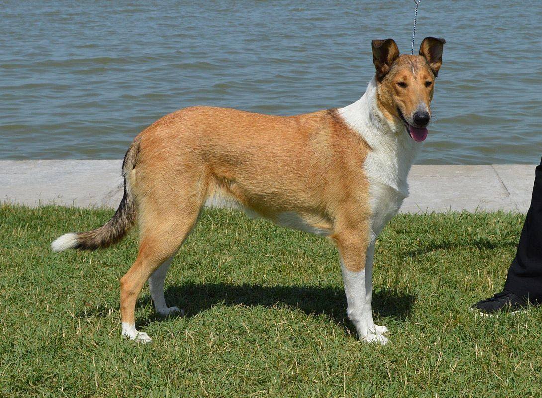 Colley à poil court – SmoothCollie Sable